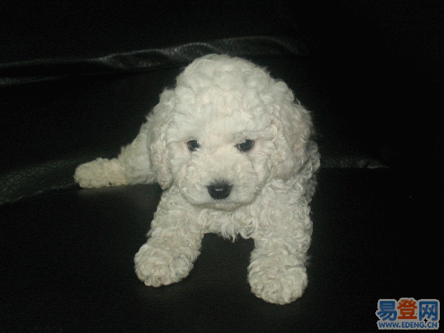 宠物犬遭遇车祸受伤获肇事车主保险理赔