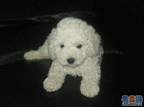 宠物犬遭遇车祸受伤获肇事车主保险理赔