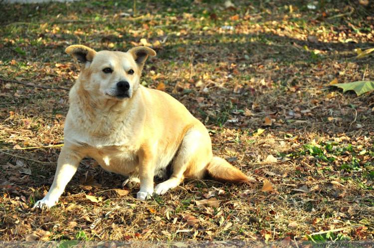 开放式公园被狗咬 管理方被判30%责任