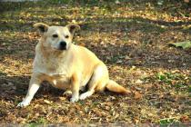 开放式公园被狗咬 管理方被判30%责任